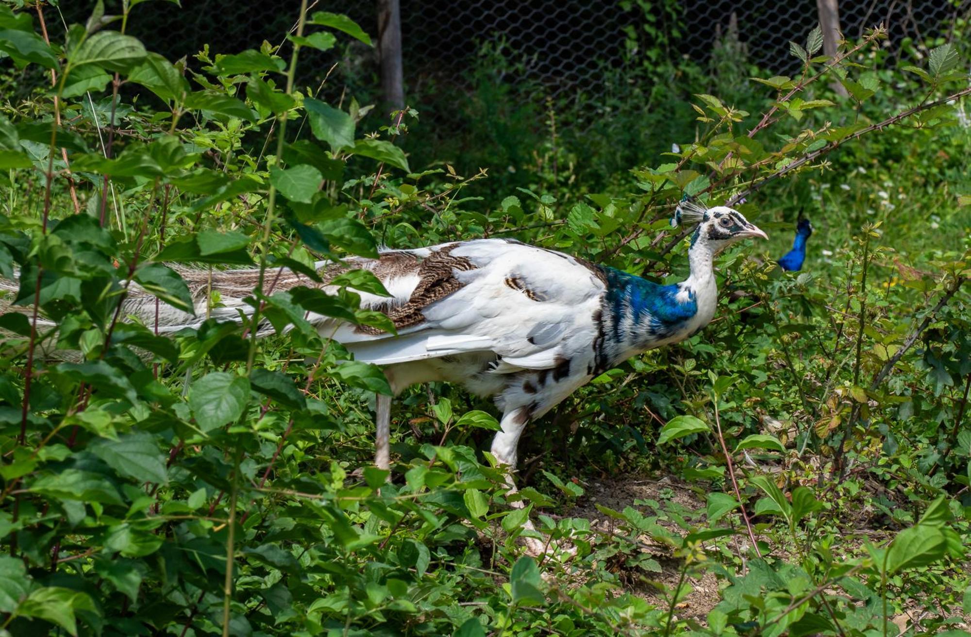 Agriturismo Villaggio Eden ピエーヴェ・サント・ステーファノ エクステリア 写真