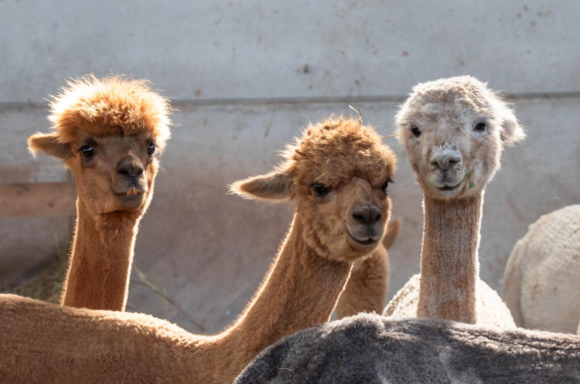 Agriturismo Villaggio Eden ピエーヴェ・サント・ステーファノ エクステリア 写真