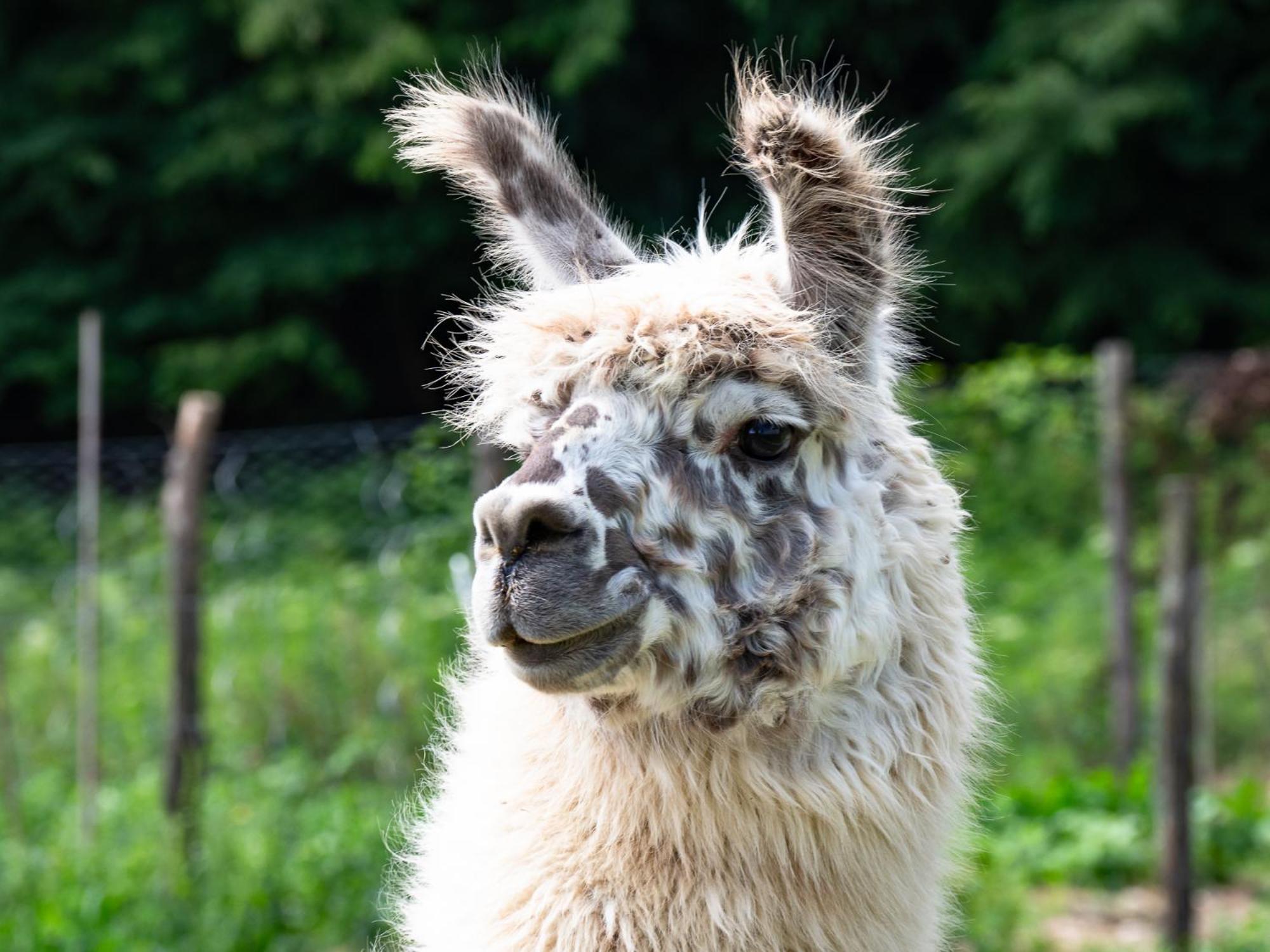 Agriturismo Villaggio Eden ピエーヴェ・サント・ステーファノ エクステリア 写真